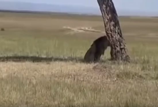 Когда капнул аванс