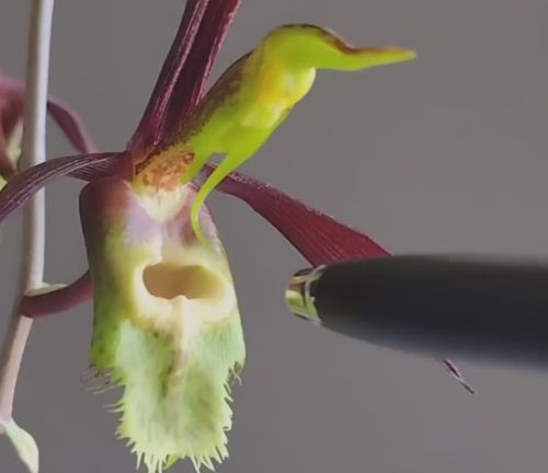 Датчик движения у орхидеи Catasetum⁠⁠