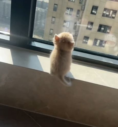 Милота милейшая наслаждается утренним солнышком⁠⁠