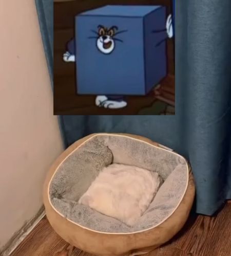 Коты это жидкость⁠⁠