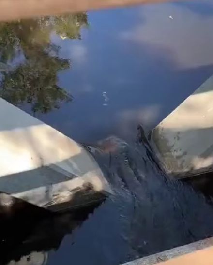 Ныряйте в пруд, народ, водичка - класс!⁠⁠