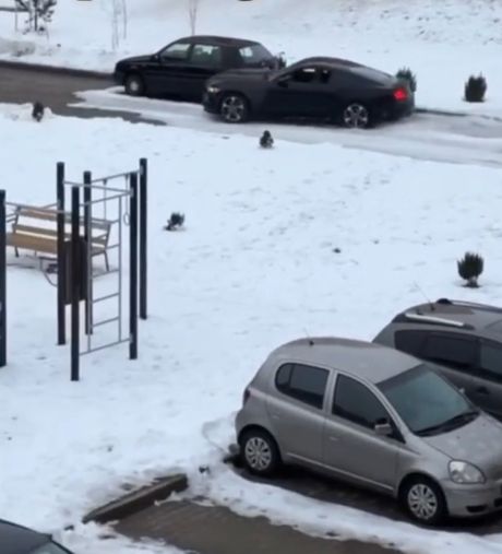 На все деньги: Мужик на арендованном Мустанге протаранил 20 автомобилей