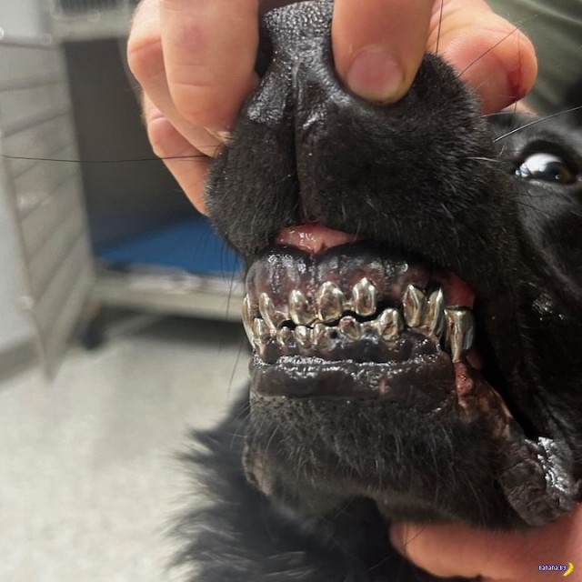 Почему у полицейских собак в США титановые зубы? 🤔🐕