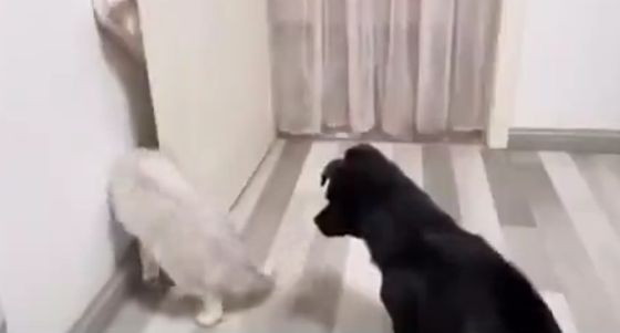 Сначала не понял, а потом как понял