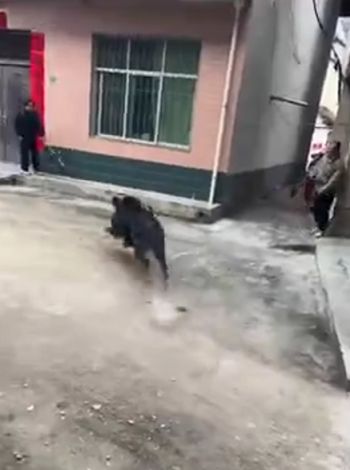 Агрессивный кабан