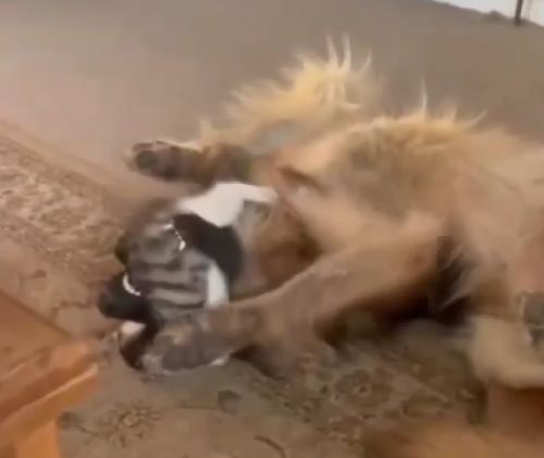 Дайте срочно зубочистку! У меня кот в зубах застрял!⁠⁠
