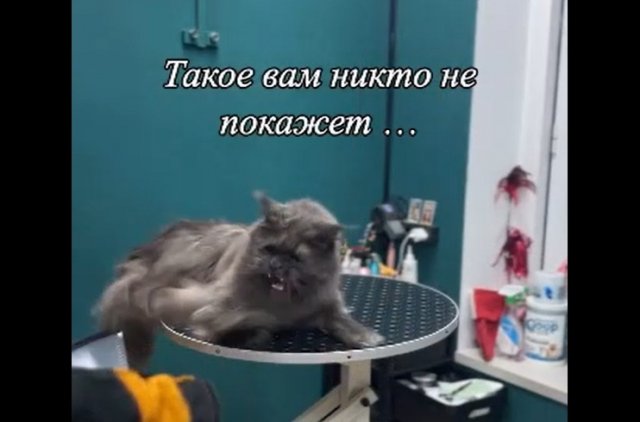 Груминг — работа мечты или испытание на прочность?