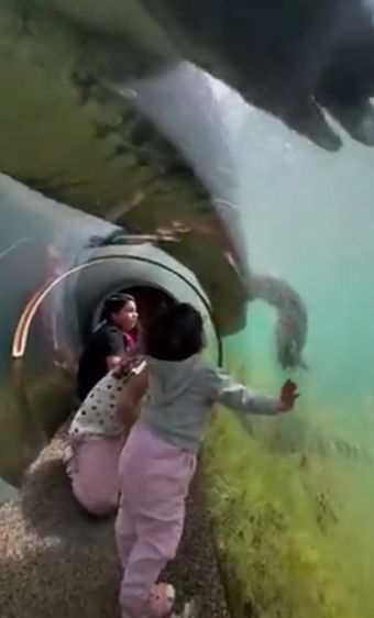 Прозрачный туннель в зоопарке Miami Zoo позволяет спуститься на самое дно бассейна для максимально близкой встречи с крокодилами