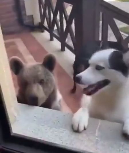 Кто ему скажет, что он не собака?