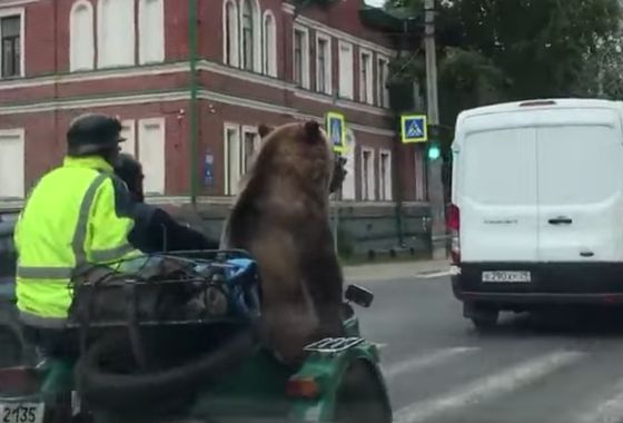 Медведь на мотоцикле