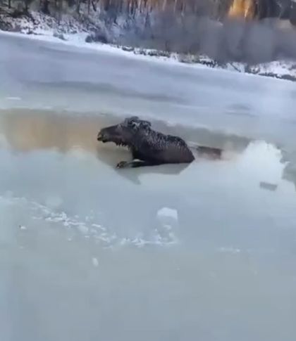 Спасение лося⁠⁠