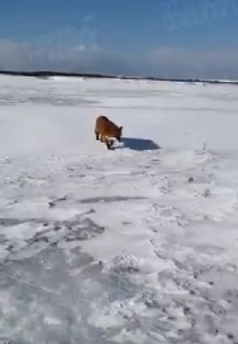 Лиса с хорошим аппетитом
