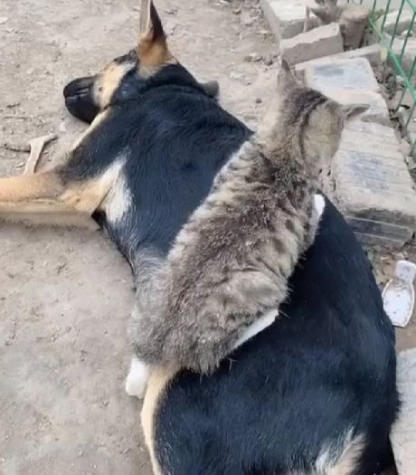 Тепленькая подстилочка⁠⁠