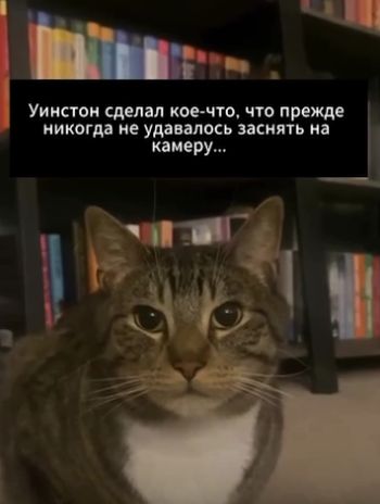 Шерстяной интроверт