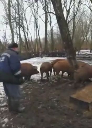 Команды не было!