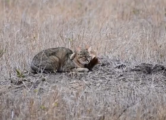 Степная кошка с котёнком⁠⁠