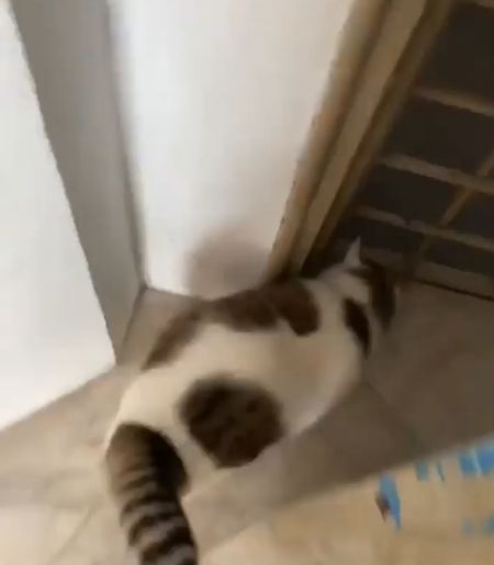 Будни бодипозитивных кошек