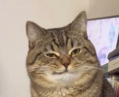 Шанс, что кот уведёт у тебя девушку низок, но никогда не равен нулю⁠⁠