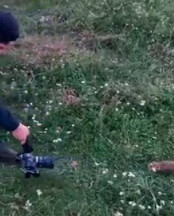 Лесная мелочь попалась на камеру папарацци