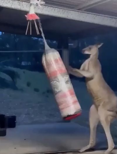 Страшные кенгуру
