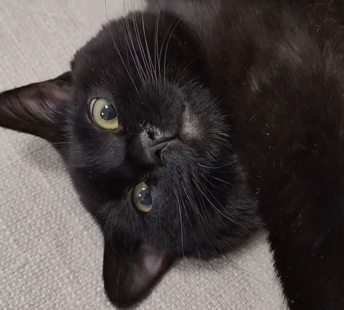 Как обмануть кота⁠⁠