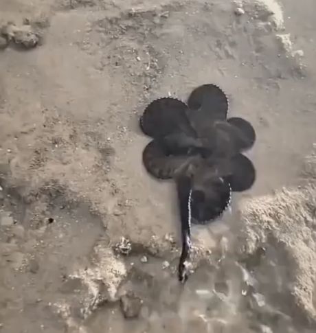 Осьминог использует воду для самообороны