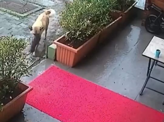 В Стамбуле собака принесла к ветеринару своего щенка, у которого остановилось сердце