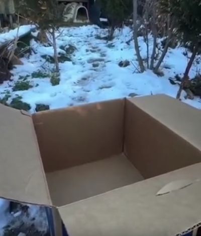 Дикие кошки, это те же кошки, только дикие