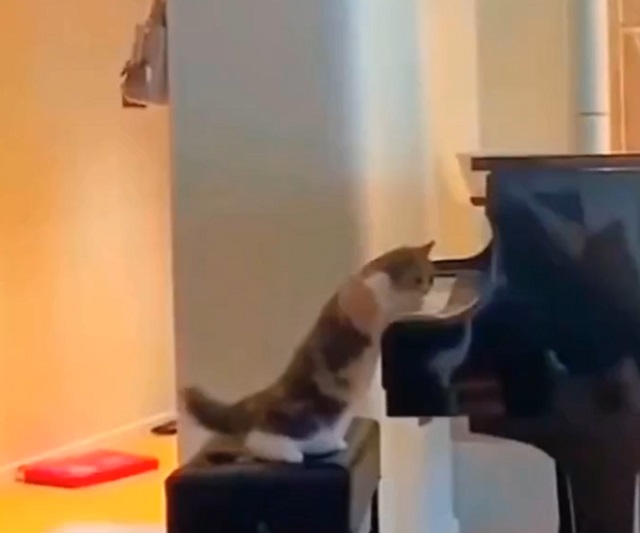 Коты — прирожденные пианисты