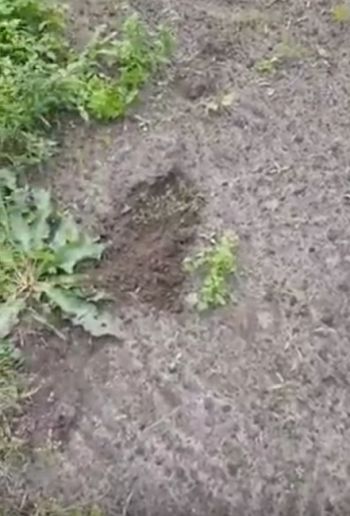 Как накурить крота