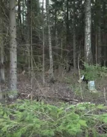 Законный сбор берёзового сока