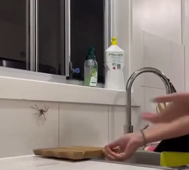 Что страшнее большого паука?