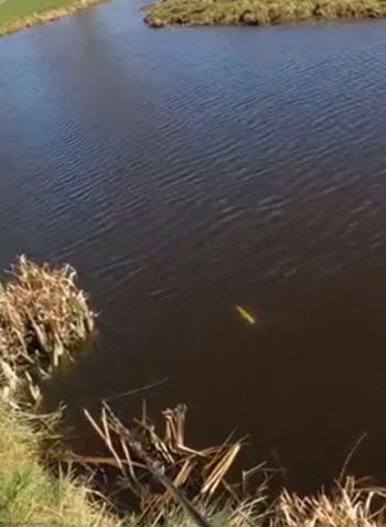 Пойду, воблера переберу