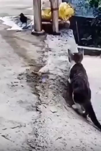 Неопытный охотник