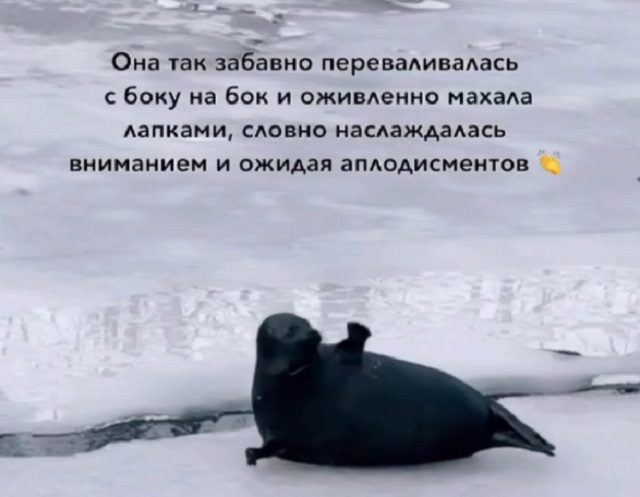 Балтийская нерпа устроила шоу в Санкт-Петербурге