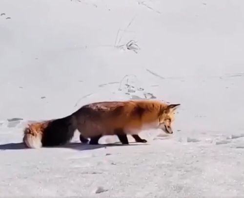 Лиса охотится⁠⁠