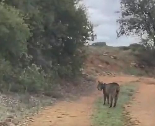 Бараны кошачьего мира