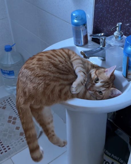 Котик привык лежать в раковине, когда был маленьким