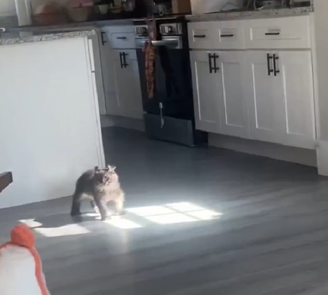 Что это за странное, но очаровательное существо?