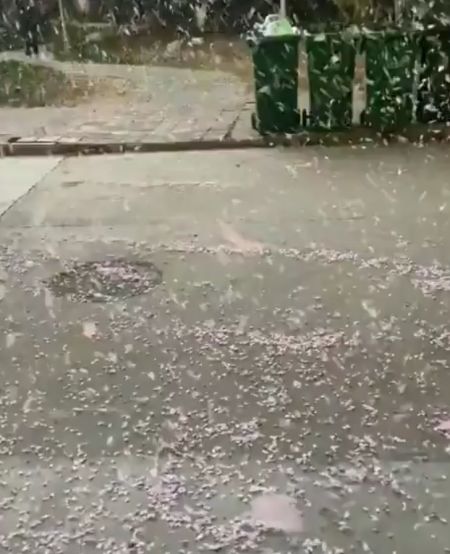 Метель из цветущей сакуры в Китае