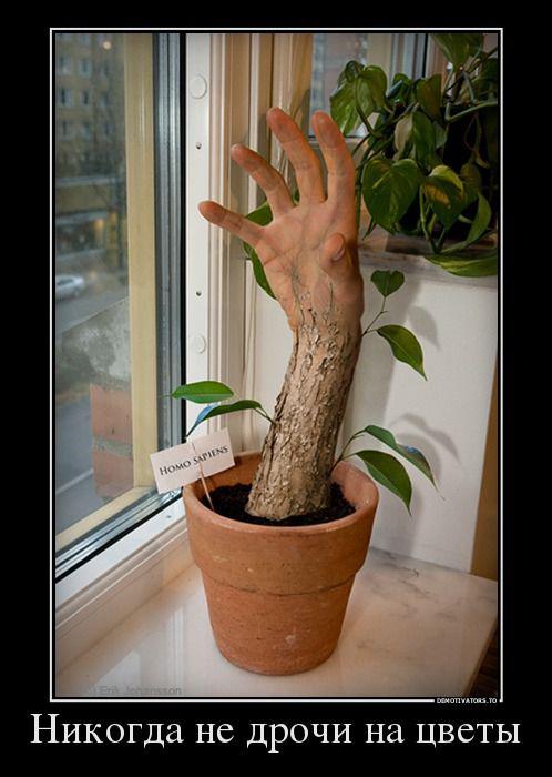 Демотиваторы