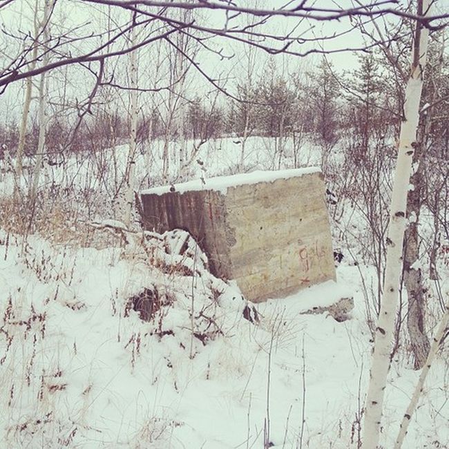 Найдите собаку Момо