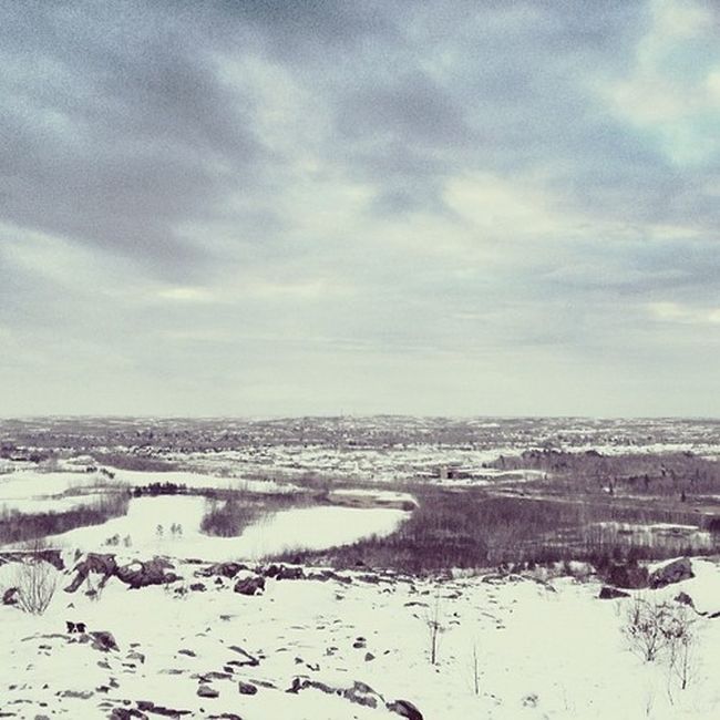 Найдите собаку Момо