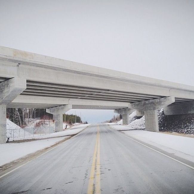 Найдите собаку Момо