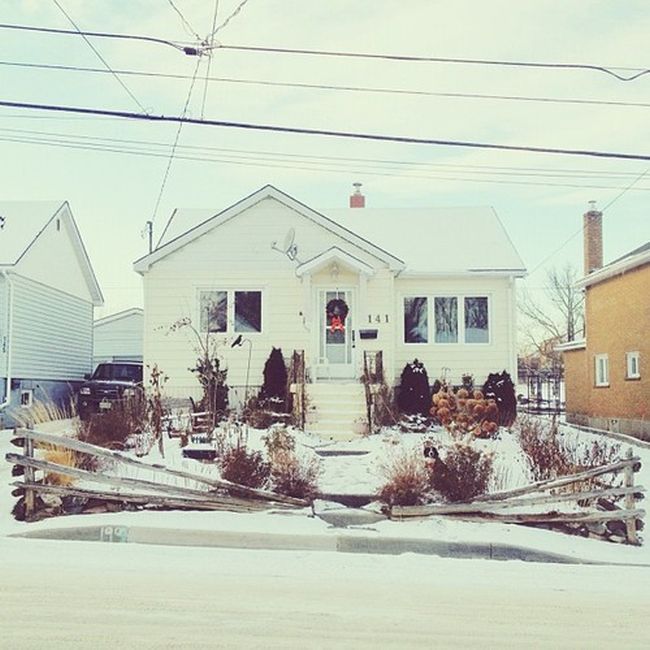 Найдите собаку Момо