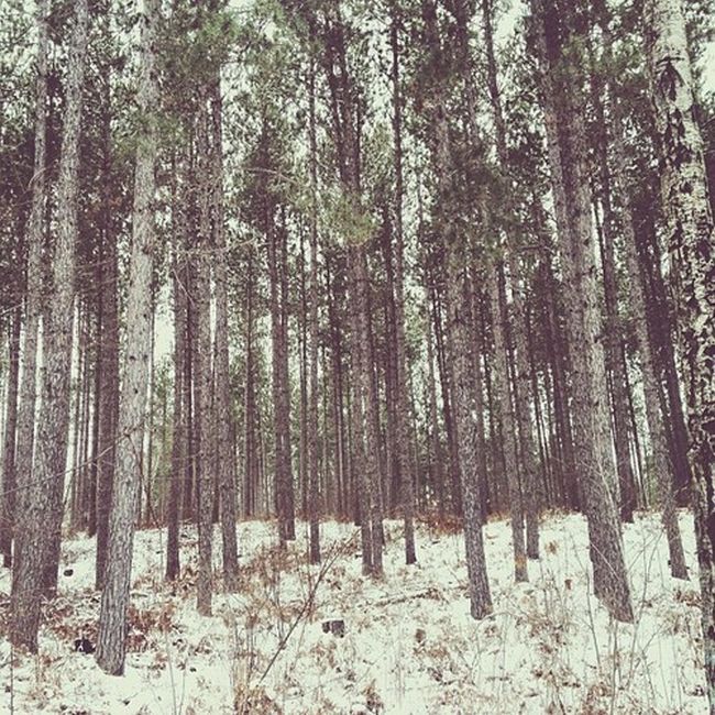 Найдите собаку Момо