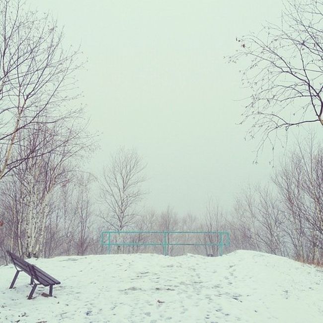 Найдите собаку Момо