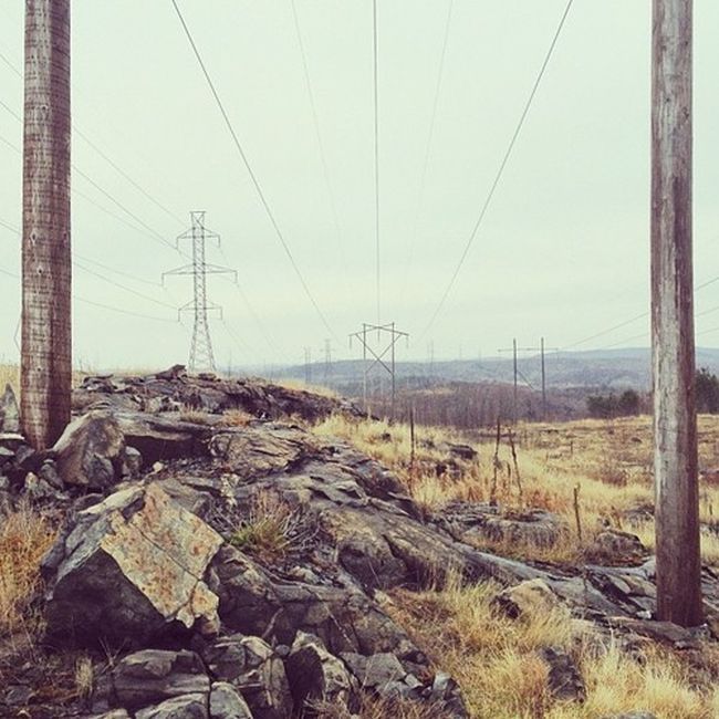 Найдите собаку Момо