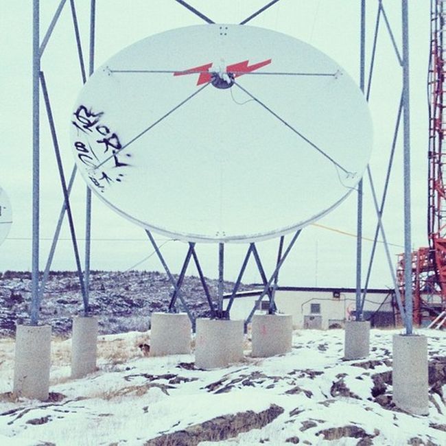 Найдите собаку Момо