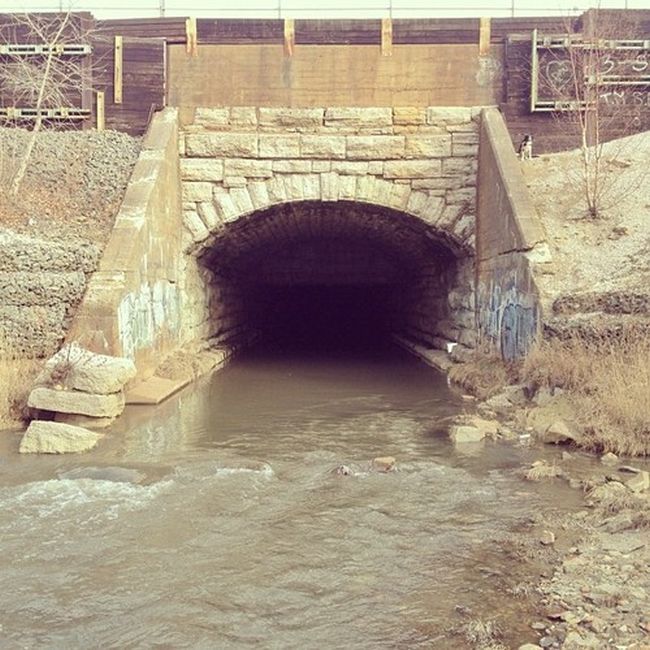 Найдите собаку Момо